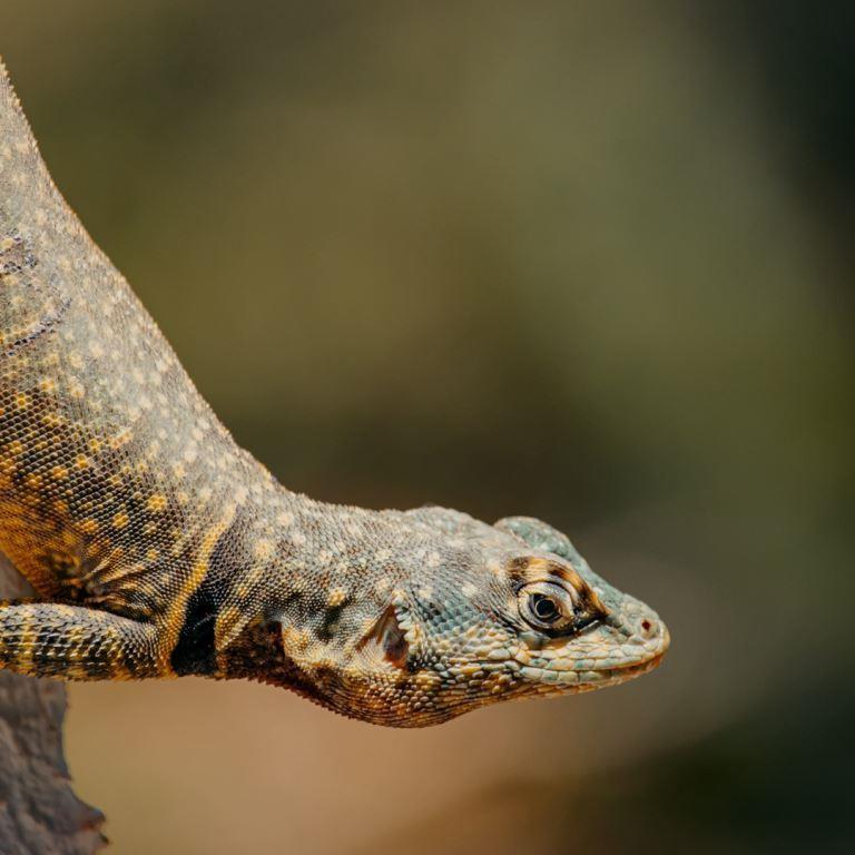 FAUNA-2