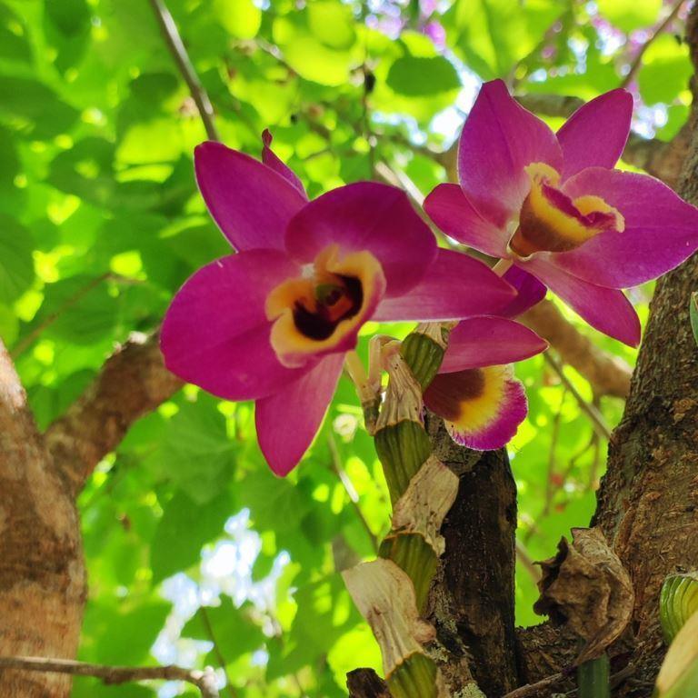FLORA-CAPA