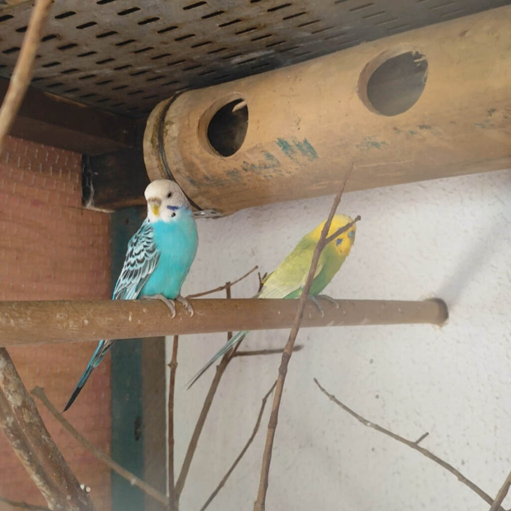 Fazendinha-1